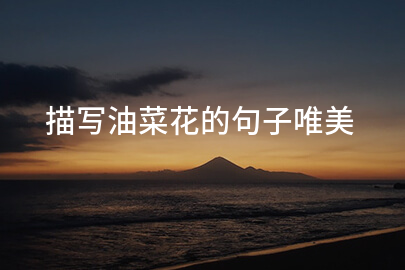 描写油菜花的句子唯美(38句)